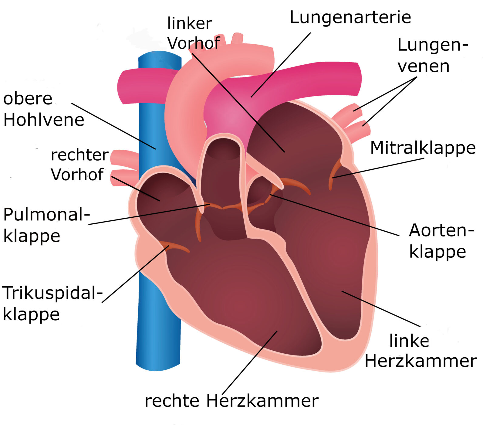 Die Funktion der Herzklappen